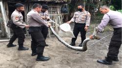 Tim Predator Sabhara Tangkap Ular Sanca di Permukiman Warga Bateng<