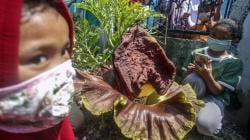 Penampakan Bunga Bangkai Tumbuh di Halaman Rumah Warga Bogor