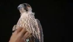 Gila! Elang Muda Ini Terjual Seharga Rp2,5 Miliar di Arab Saudi