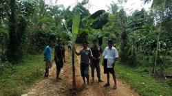 Tanam Pohon Pisang di Tengah Jalan, Warga Sinjai Protes Perbaikan Infrastruktur