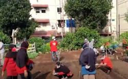 Video Warga Kemayoran Jakarta Tanam Sayuran Bangun Ketahanan Pangan Mandiri