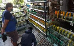 Laris Manis Bisnis Ikan Cupang saat Pandemi Covid, Pedagang Raup Omzet Rp2 Juta per Hari