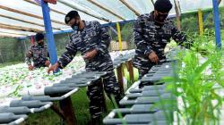 TNI AL Tanam Sayuran Hidroponik, Hasil Dibagikan Gratis kepada Warga Miangas<