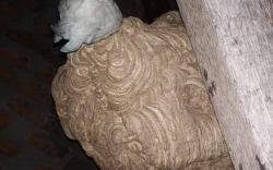 Tragis, 4 Bersaudara Disengat Tawon Vespa di Padangsidimpuan, 1 Bocah 4 Tahun Tewas