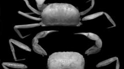 Ditemukan 2 Spesies Baru Kepiting di Area Kerja PT Freeport Papua