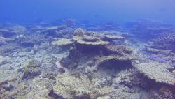 2 Remaja Gugat Pemerintah Australia terkait Kerusakan Terumbu Karang Great Barrier