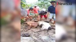 Video Banjir dan Longsor Terjang Puluhan Desa di Kebumen, Hewan Ternak Warga Mati