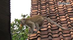 Video Monyet Liar Resahkan Warga Tangerang, Ganggu Ternak dan Rusak Tanaman