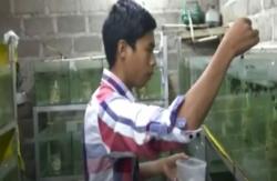 Budi Daya Ikan Guppy Berkah di Masa Pandemi Covid-19