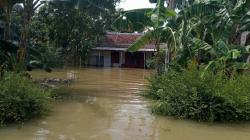  Ratusan Hektare Sawah di Cilacap Terdampak Banjir