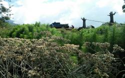 Pesona Bunga Edelweis Bakal Hiasi Buper Cidewata Majalengka