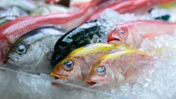 Izin Investasi Perikanan Terus Dipermudah, Pembekuan Ikan Paling Diminati<