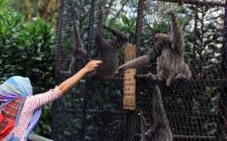 Libur Panjang, Ribuan Wisatawan Serbu Kebun Binatang Bandung<