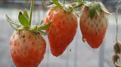 Video Sensasi Petik Stroberi Hidroponik di Lembah Asri Serang