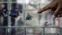 Ikan Cupang Jutaan Rupiah Dipamerkan di Pasar Gembrong Cipinang