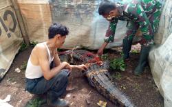 Resahkan Warga, Buaya Sepanjang 2,7 Meter Ditangkap di Bogor