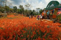 Lagi Hits! Foto di Tengah Taman Bunga Amarilis Gunungkidul