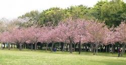 Wisata di Kebun Raya Cibodas, Indah Bisa Lihat Bunga Sakura dan Pohon Langka