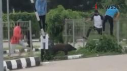 Video Viral Babi Hutan di Jakabaring Sport City Kejar Wisatawan
