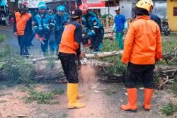 Pemotor di Tasikmalaya Nyaris Tewas Tertimpa Pohon Tumbang<