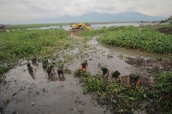 Ekosistem Danau Rusak, Produksi Ikan Rawa Pening Menurun