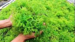 Kampung Budidaya Rumput Laut Bakal Dibangun di Timur Indonesia Mulai 2022