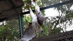 Warga Agam Serahkan Satwa Dilindungi Elang Brontok ke BKSDA