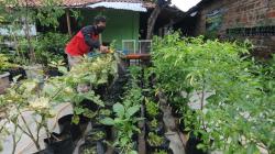 Warga Klaten Tanam Sayuran Organik untuk Dibagikan Gratis<