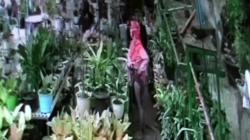 Terekam CCTV, 2 Perempuan di Prabumulih Masukkan Aglonema ke Celana Dalam<