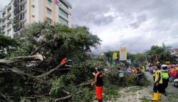 Dinas Lingkungan Hidup Depok Minta Warga Waspada Pohon Tumbang