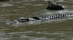 Pria di Kalteng Tewas Diterkam Buaya saat Cari Daun Nipah, yang Tersisa Hanya Kaki Kiri