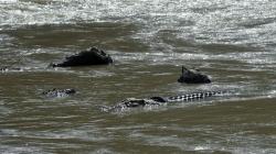 Buaya Terkam Warga Pandeglang, Korban Sempat Diseret ke Dalam Muara