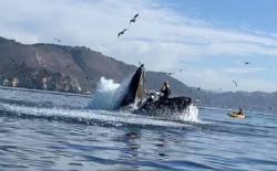 Main Kayak di Laut, Dua Orang Hampir Ditelan Paus Bungkuk