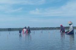 Cegah Abrasi, 26.000 Bibit Mangrove Ditanam di Pesisir Depok sampai Samas  <