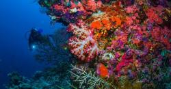 Menikmati Biota Laut di Era New Normal, Syaratnya Wajib Patuhi Protokol CHSE