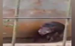 Video Babi Hutan Masuk Pemukiman Serang Warga di Lebak Banten
