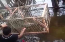 Video Buaya 2 Meter Terperangkap di Keramba Ikan Tapanuli Selatan Sumut