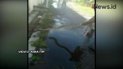 Video Warga Sidoarjo Temukan Ular Sanca 4 Meter di Saluran Air Sekolah