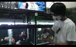 Hobi di Tengah Pandemi, Pemuda Palembang Sukses Jual Ikan Mas Koki hingga Luar Negeri