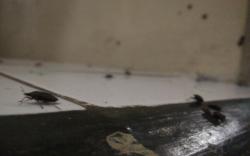 Serangga Lembing Serang Wilayah Utara Majalengka, Warga Resah