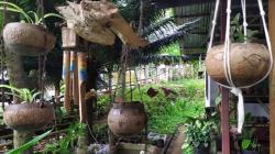 Suami Istri di Manado Buat Ide Kreatif Pot Bunga Unik dari Limbah Tempurung Kelapa