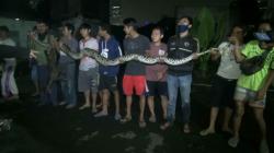 Warga Palmerah Tangkap Ular Sanca 6 Meter sedang Makan Kambing<