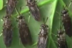 Melihat Budidaya Lalat Tentara Hitam di Pemalang