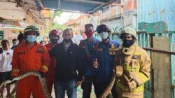 Evakuasi Ular Sanca di Saluran Air, Petugas Dinas Gulkarmat Jaksel Nyaris Digigit<