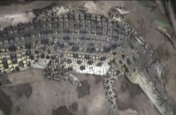 Video Suami Istri di Pekalongan Pelihara 2 Buaya Muara 8 Tahun