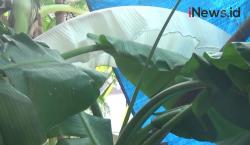 Video Fenomena Pohon Pisang Berdaun Putih di Kudus Gegerkan Warga