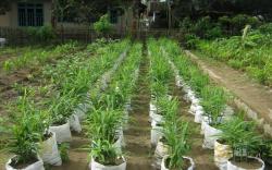 Manfaatkan Limbah Kantong Semen, Warga OKU Timur Panen Sayuran di Sekitar Rumah