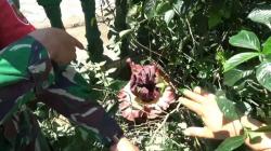 Dikira Bangkai, Prajurit TNI Temukan Bunga Raflesia di Halaman Koramil Maros