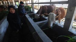 Warga Lereng Gunung Merapi Evakuasi Sapi Ternak ke Tempat Penampungan Hewan