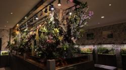 Penampakan Aquascape Panjang 6 Meter Seharga Rp300 Juta